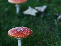 Amanita muscaria mushrooms are seen at a garden in Poland on October 12, 2024 (