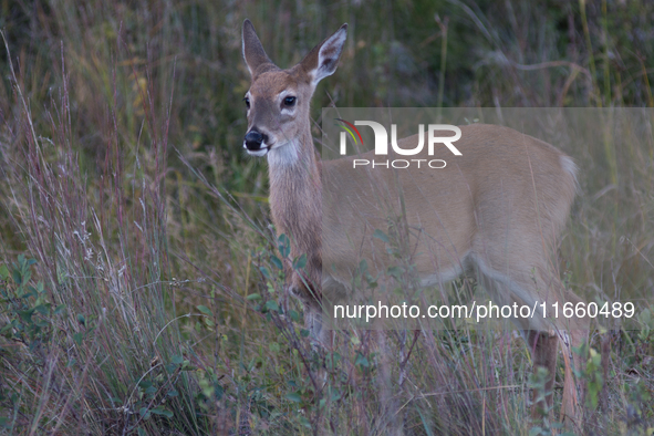 The white-tailed deer (Odocoileus virginianus), also known as the whitetail or the Virginia deer, is a medium-sized species of deer native t...