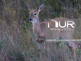 The white-tailed deer (Odocoileus virginianus), also known as the whitetail or the Virginia deer, is a medium-sized species of deer native t...