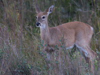 The white-tailed deer (Odocoileus virginianus), also known as the whitetail or the Virginia deer, is a medium-sized species of deer native t...