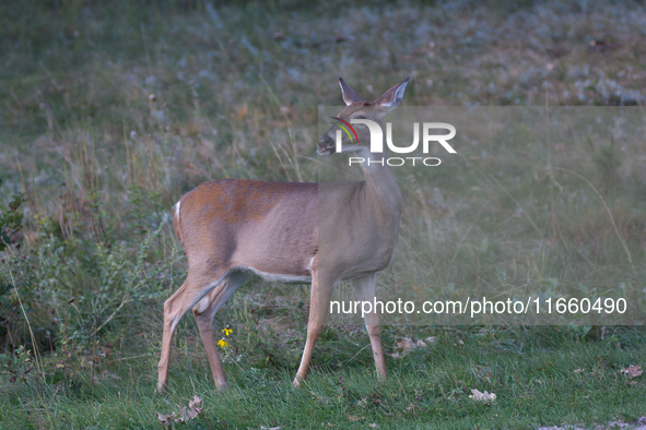 The white-tailed deer (Odocoileus virginianus), also known as the whitetail or the Virginia deer, is a medium-sized species of deer native t...