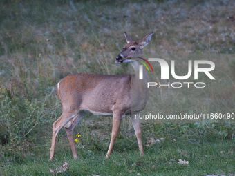 The white-tailed deer (Odocoileus virginianus), also known as the whitetail or the Virginia deer, is a medium-sized species of deer native t...