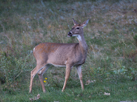 The white-tailed deer (Odocoileus virginianus), also known as the whitetail or the Virginia deer, is a medium-sized species of deer native t...