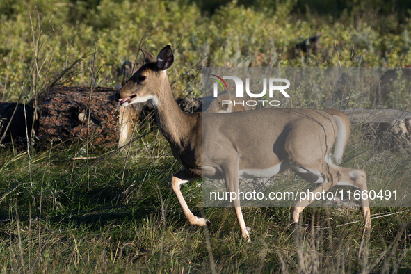 The white-tailed deer (Odocoileus virginianus), also known as the whitetail or the Virginia deer, is a medium-sized species of deer native t...