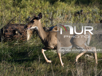 The white-tailed deer (Odocoileus virginianus), also known as the whitetail or the Virginia deer, is a medium-sized species of deer native t...