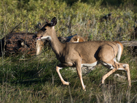 The white-tailed deer (Odocoileus virginianus), also known as the whitetail or the Virginia deer, is a medium-sized species of deer native t...