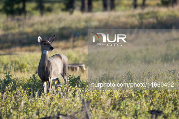 The white-tailed deer (Odocoileus virginianus), also known as the whitetail or the Virginia deer, is a medium-sized species of deer native t...