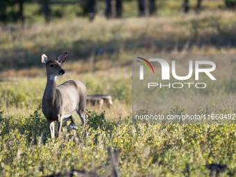 The white-tailed deer (Odocoileus virginianus), also known as the whitetail or the Virginia deer, is a medium-sized species of deer native t...