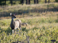 The white-tailed deer (Odocoileus virginianus), also known as the whitetail or the Virginia deer, is a medium-sized species of deer native t...