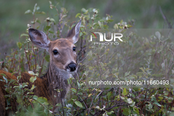 The white-tailed deer (Odocoileus virginianus), also known as the whitetail or the Virginia deer, is a medium-sized species of deer native t...