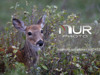 The white-tailed deer (Odocoileus virginianus), also known as the whitetail or the Virginia deer, is a medium-sized species of deer native t...