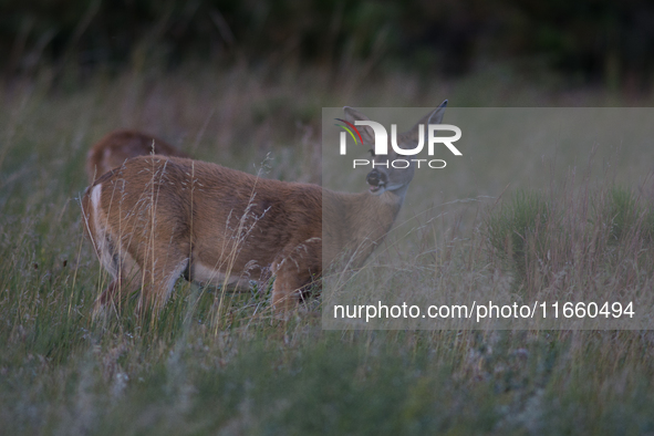 The white-tailed deer (Odocoileus virginianus), also known as the whitetail or the Virginia deer, is a medium-sized species of deer native t...