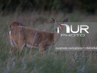 The white-tailed deer (Odocoileus virginianus), also known as the whitetail or the Virginia deer, is a medium-sized species of deer native t...