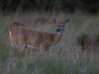 The white-tailed deer (Odocoileus virginianus), also known as the whitetail or the Virginia deer, is a medium-sized species of deer native t...