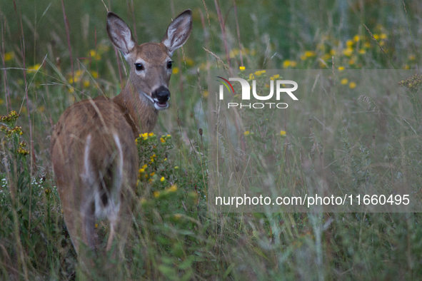 The white-tailed deer (Odocoileus virginianus), also known as the whitetail or the Virginia deer, is a medium-sized species of deer native t...