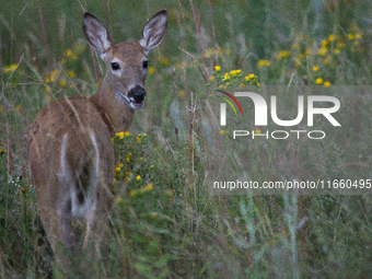 The white-tailed deer (Odocoileus virginianus), also known as the whitetail or the Virginia deer, is a medium-sized species of deer native t...