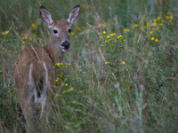 The white-tailed deer (Odocoileus virginianus), also known as the whitetail or the Virginia deer, is a medium-sized species of deer native t...