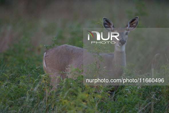 The white-tailed deer (Odocoileus virginianus), also known as the whitetail or the Virginia deer, is a medium-sized species of deer native t...