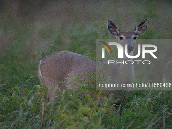 The white-tailed deer (Odocoileus virginianus), also known as the whitetail or the Virginia deer, is a medium-sized species of deer native t...