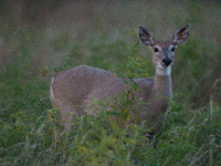 The white-tailed deer (Odocoileus virginianus), also known as the whitetail or the Virginia deer, is a medium-sized species of deer native t...