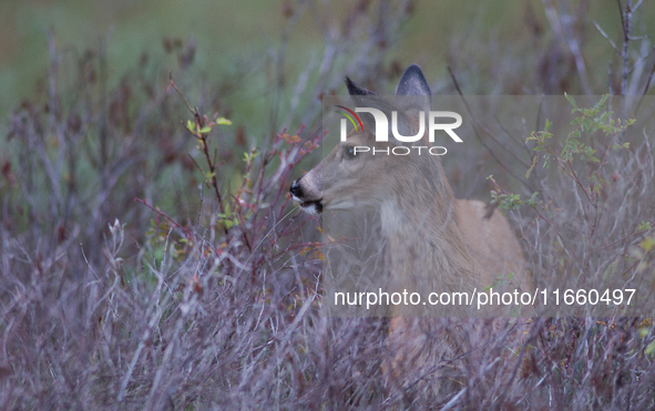 The white-tailed deer (Odocoileus virginianus), also known as the whitetail or the Virginia deer, is a medium-sized species of deer native t...