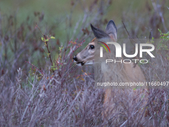 The white-tailed deer (Odocoileus virginianus), also known as the whitetail or the Virginia deer, is a medium-sized species of deer native t...