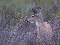 The white-tailed deer (Odocoileus virginianus), also known as the whitetail or the Virginia deer, is a medium-sized species of deer native t...