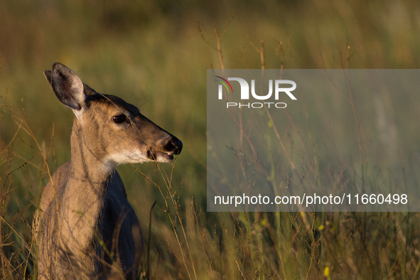 The white-tailed deer (Odocoileus virginianus), also known as the whitetail or the Virginia deer, is a medium-sized species of deer native t...