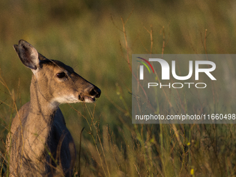 The white-tailed deer (Odocoileus virginianus), also known as the whitetail or the Virginia deer, is a medium-sized species of deer native t...