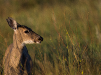 The white-tailed deer (Odocoileus virginianus), also known as the whitetail or the Virginia deer, is a medium-sized species of deer native t...