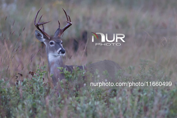 The white-tailed deer (Odocoileus virginianus), also known as the whitetail or the Virginia deer, is a medium-sized species of deer native t...