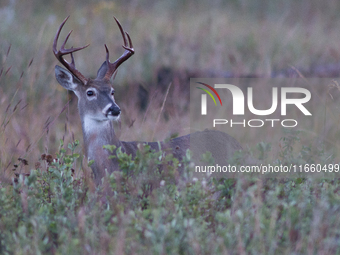 The white-tailed deer (Odocoileus virginianus), also known as the whitetail or the Virginia deer, is a medium-sized species of deer native t...