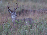 The white-tailed deer (Odocoileus virginianus), also known as the whitetail or the Virginia deer, is a medium-sized species of deer native t...