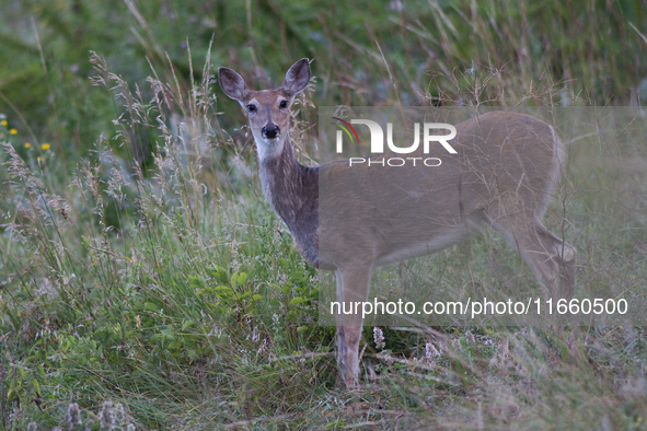 The white-tailed deer (Odocoileus virginianus), also known as the whitetail or the Virginia deer, is a medium-sized species of deer native t...