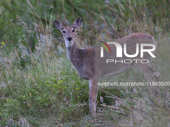 The white-tailed deer (Odocoileus virginianus), also known as the whitetail or the Virginia deer, is a medium-sized species of deer native t...