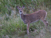 The white-tailed deer (Odocoileus virginianus), also known as the whitetail or the Virginia deer, is a medium-sized species of deer native t...