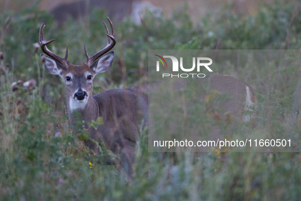 The white-tailed deer (Odocoileus virginianus), also known as the whitetail or the Virginia deer, is a medium-sized species of deer native t...