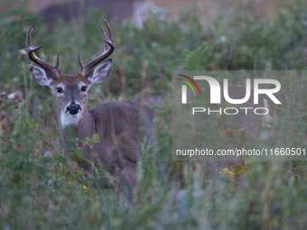 The white-tailed deer (Odocoileus virginianus), also known as the whitetail or the Virginia deer, is a medium-sized species of deer native t...