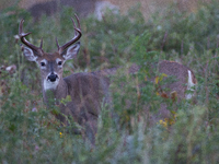 The white-tailed deer (Odocoileus virginianus), also known as the whitetail or the Virginia deer, is a medium-sized species of deer native t...