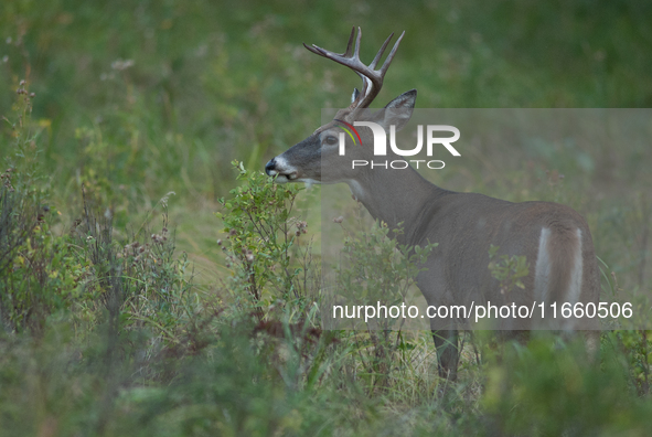 The white-tailed deer (Odocoileus virginianus), also known as the whitetail or the Virginia deer, is a medium-sized species of deer native t...