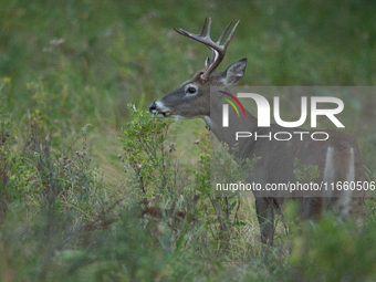 The white-tailed deer (Odocoileus virginianus), also known as the whitetail or the Virginia deer, is a medium-sized species of deer native t...