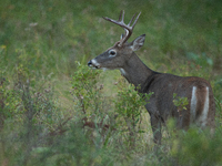 The white-tailed deer (Odocoileus virginianus), also known as the whitetail or the Virginia deer, is a medium-sized species of deer native t...