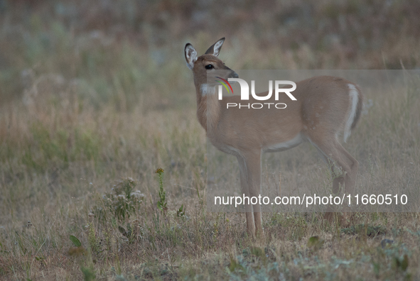 The white-tailed deer (Odocoileus virginianus), also known as the whitetail or the Virginia deer, is a medium-sized species of deer native t...