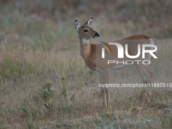 The white-tailed deer (Odocoileus virginianus), also known as the whitetail or the Virginia deer, is a medium-sized species of deer native t...