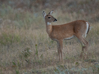 The white-tailed deer (Odocoileus virginianus), also known as the whitetail or the Virginia deer, is a medium-sized species of deer native t...