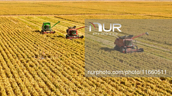 Farmers drive large harvesters to harvest millet in a field at a millet planting base in Zhangye, China, on October 12, 2024. 