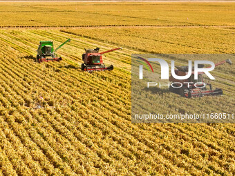 Farmers drive large harvesters to harvest millet in a field at a millet planting base in Zhangye, China, on October 12, 2024. (