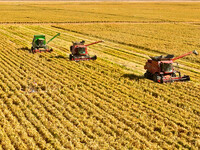 Farmers drive large harvesters to harvest millet in a field at a millet planting base in Zhangye, China, on October 12, 2024. (