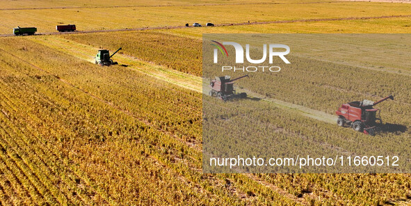 Farmers drive large harvesters to harvest millet in a field at a millet planting base in Zhangye, China, on October 12, 2024. 