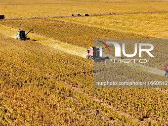 Farmers drive large harvesters to harvest millet in a field at a millet planting base in Zhangye, China, on October 12, 2024. (